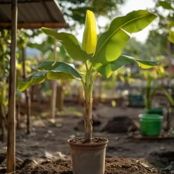 Plant in a Box Bananenplant - Musa basjoo - Hoogte 55-70cm - ⌀21cm