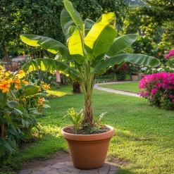 Plant in a Box Bananenplant - Musa basjoo - Hoogte 55-70cm - ⌀21cm