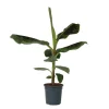 Kamerplanten-Plant in a Box Bananenplant - Musa 'Dwarf Cavendish' - Hoogte 90-100cm - ⌀21cm