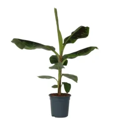 Kamerplanten-Plant in a Box Bananenplant - Musa 'Dwarf Cavendish' - Hoogte 90-100cm - ⌀21cm