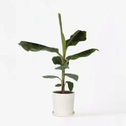 Kamerplanten-Plant in a Box Bananenplant - Musa 'Dwarf Cavendish' - Hoogte 90-100cm - ⌀21cm