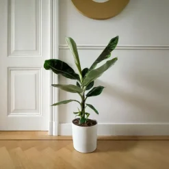 Kamerplanten-Plant in a Box Bananenplant - Musa 'Dwarf Cavendish' - Hoogte 90-100cm - ⌀21cm