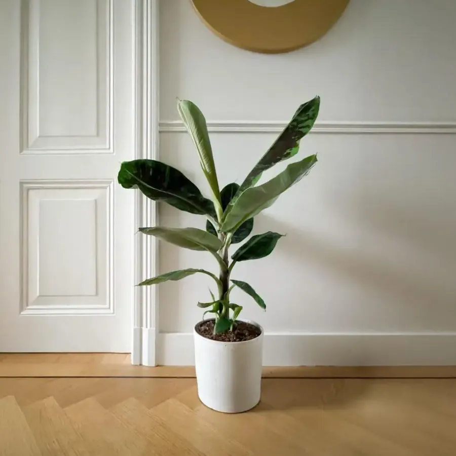 Kamerplanten-Plant in a Box Bananenplant - Musa 'Dwarf Cavendish' - Hoogte 90-100cm - ⌀21cm
