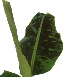 Kamerplanten-Plant in a Box Bananenplant - Musa 'Dwarf Cavendish' - Hoogte 90-100cm - ⌀21cm