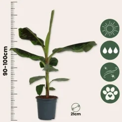 Kamerplanten-Plant in a Box Bananenplant - Musa 'Dwarf Cavendish' - Hoogte 90-100cm - ⌀21cm