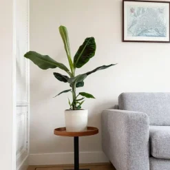 Kamerplanten-Plant in a Box Bananenplant - Musa 'Dwarf Cavendish' - Hoogte 90-100cm - ⌀21cm
