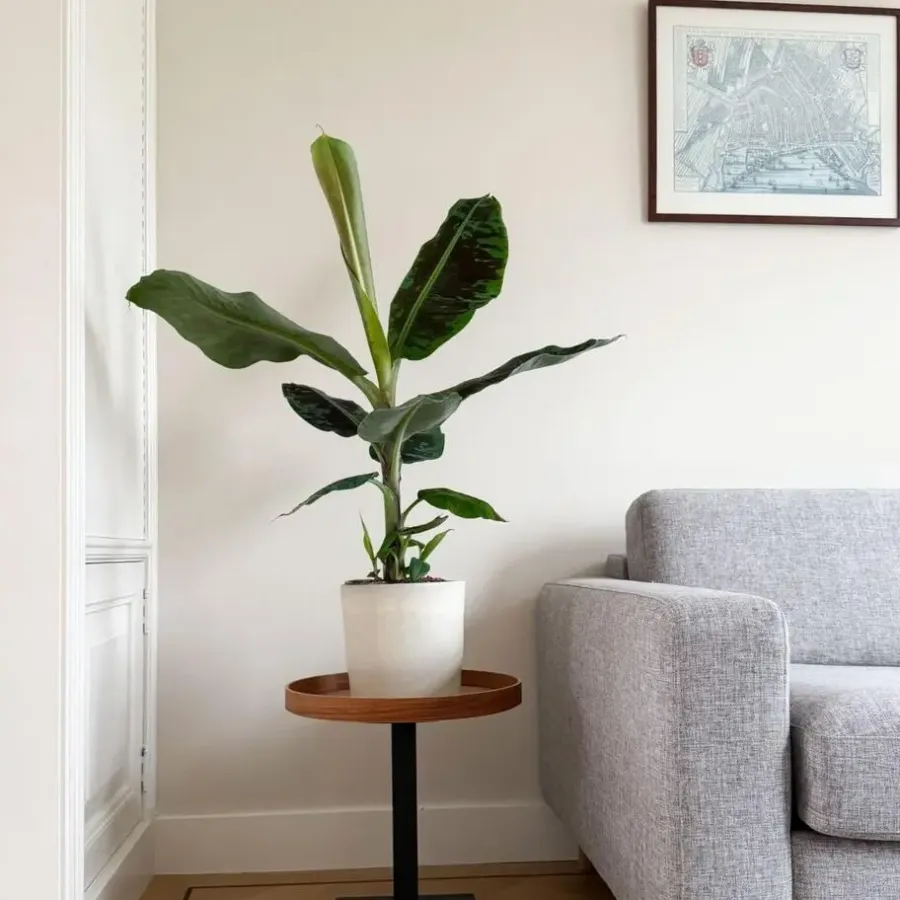Kamerplanten-Plant in a Box Bananenplant - Musa 'Dwarf Cavendish' - Hoogte 90-100cm - ⌀21cm