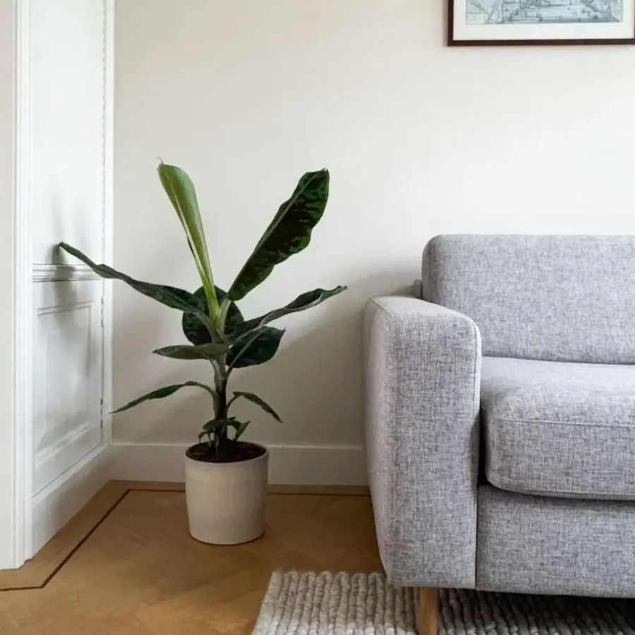 Kamerplanten-Plant in a Box Bananenplant - Musa 'Dwarf Cavendish' - Hoogte 90-100cm - ⌀21cm
