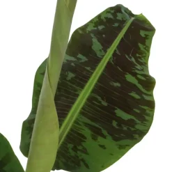 Kamerplanten-Plant in a Box Bananenplant - Musa 'Dwarf Cavendish' - Hoogte 90-100cm - ⌀21cm