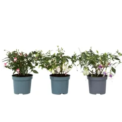 Plant in a Box Bellenplant - Set van 3 - Fuchsia magellanica - Hoogte 10-20cm - ⌀9cm