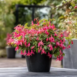 Plant in a Box Bellenplant - Set van 3 - Fuchsia magellanica - Hoogte 10-20cm - ⌀9cm