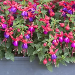 Plant in a Box Bellenplant - Set van 3 - Fuchsia magellanica - Hoogte 10-20cm - ⌀9cm
