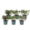 Plant in a Box Bellenplant - Set van 6 - Fuchsia magellanica - Hoogte 10-20cm - ⌀9cm