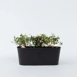 Plant in a Box Bellenplant - Set van 6 - Fuchsia magellanica - Hoogte 10-20cm - ⌀9cm