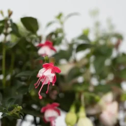 Plant in a Box Bellenplant - Set van 6 - Fuchsia magellanica - Hoogte 10-20cm - ⌀9cm