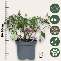 Plant in a Box Bellenplant - Set van 6 - Fuchsia magellanica - Hoogte 10-20cm - ⌀9cm