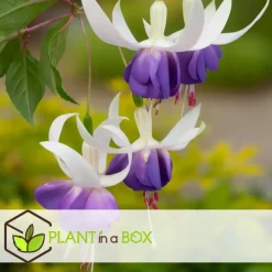 Plant in a Box Bellenplant - Set van 6 - Fuchsia magellanica - Hoogte 10-20cm - ⌀9cm