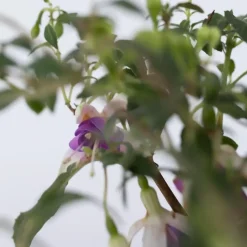 Plant in a Box Bellenplant - Set van 6 - Fuchsia magellanica - Hoogte 10-20cm - ⌀9cm
