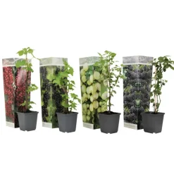 Plant in a Box Bessenplanten - Set van 4 - Rubus Rubrum Uva Fructosus - Hoogte 25-40cm - ⌀9cm