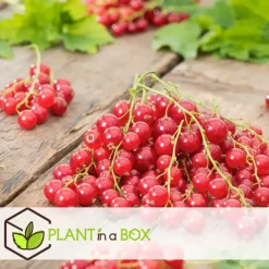 Plant in a Box Bessenplanten - Set van 4 - Rubus Rubrum Uva Fructosus - Hoogte 25-40cm - ⌀9cm