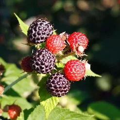 Plant in a Box Bessenplanten - Set van 4 - Rubus Rubrum Uva Fructosus - Hoogte 25-40cm - ⌀9cm