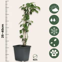 Plant in a Box Bessenplanten - Set van 4 - Rubus Rubrum Uva Fructosus - Hoogte 25-40cm - ⌀9cm