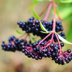 Plant in a Box Bessenplanten - Set van 4 - Rubus Rubrum Uva Fructosus - Hoogte 25-40cm - ⌀9cm