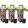 Plant in a Box Beverboom - Set van 3 - Magnolia 'Susan' - Hoogte 25-40cm - ⌀9cm