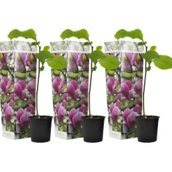 Plant in a Box Beverboom - Set van 3 - Magnolia 'Susan' - Hoogte 25-40cm - ⌀9cm