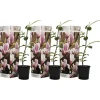 Plant in a Box Beverboom - Set van 3 - Magnolia 'Soulangea' - Hoogte 25-40cm - ⌀9cm