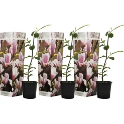 Plant in a Box Beverboom - Set van 3 - Magnolia 'Soulangea' - Hoogte 25-40cm - ⌀9cm