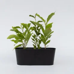 Plant in a Box Beverboom - Set van 3 - Magnolia 'Soulangea' - Hoogte 25-40cm - ⌀9cm