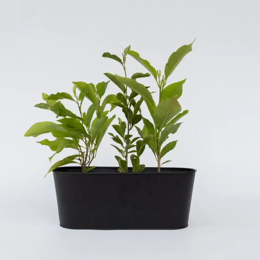 Plant in a Box Beverboom - Set van 3 - Magnolia 'Soulangea' - Hoogte 25-40cm - ⌀9cm