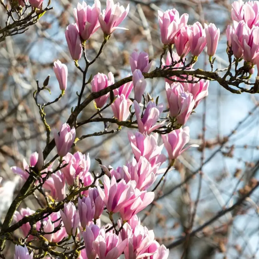 Plant in a Box Beverboom - Set van 3 - Magnolia 'Soulangea' - Hoogte 25-40cm - ⌀9cm