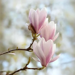 Plant in a Box Beverboom - Set van 3 - Magnolia 'Soulangea' - Hoogte 25-40cm - ⌀9cm