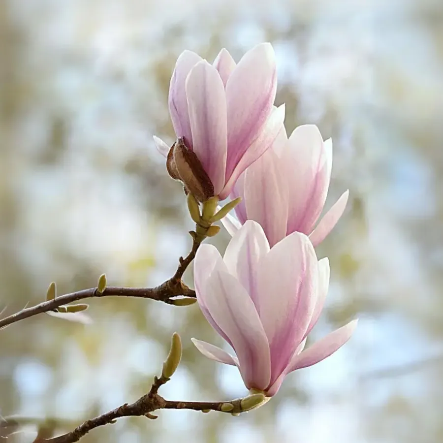 Plant in a Box Beverboom - Set van 3 - Magnolia 'Soulangea' - Hoogte 25-40cm - ⌀9cm