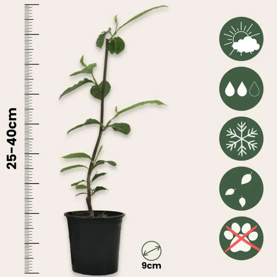 Plant in a Box Beverboom - Set van 3 - Magnolia 'Soulangea' - Hoogte 25-40cm - ⌀9cm