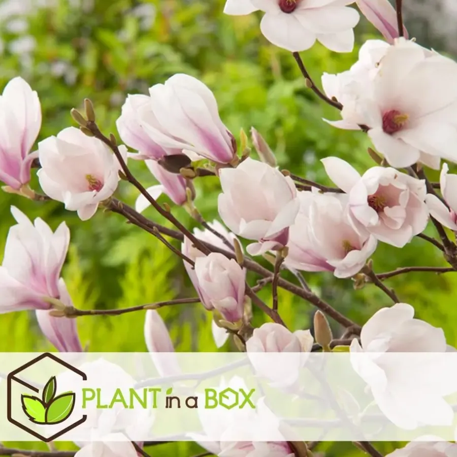 Plant in a Box Beverboom - Set van 3 - Magnolia 'Soulangea' - Hoogte 25-40cm - ⌀9cm