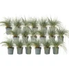 Plant in a Box Blauw schapegras - Set van 18 - Festuca 'Elijah Blue' - Hoogte 10-15cm - ⌀9cm