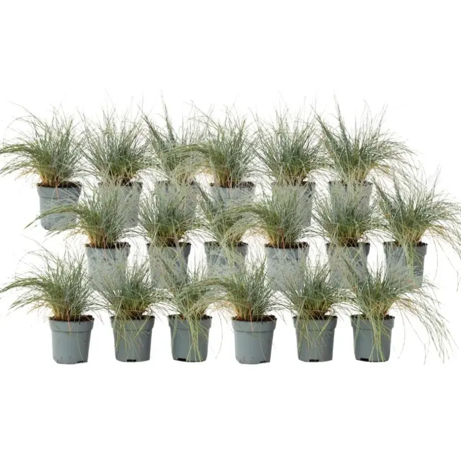 Plant in a Box Blauw schapegras - Set van 18 - Festuca 'Elijah Blue' - Hoogte 10-15cm - ⌀9cm