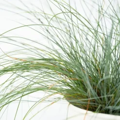 Plant in a Box Blauw schapegras - Set van 18 - Festuca 'Elijah Blue' - Hoogte 10-15cm - ⌀9cm