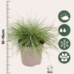 Plant in a Box Blauw schapegras - Set van 18 - Festuca 'Elijah Blue' - Hoogte 10-15cm - ⌀9cm