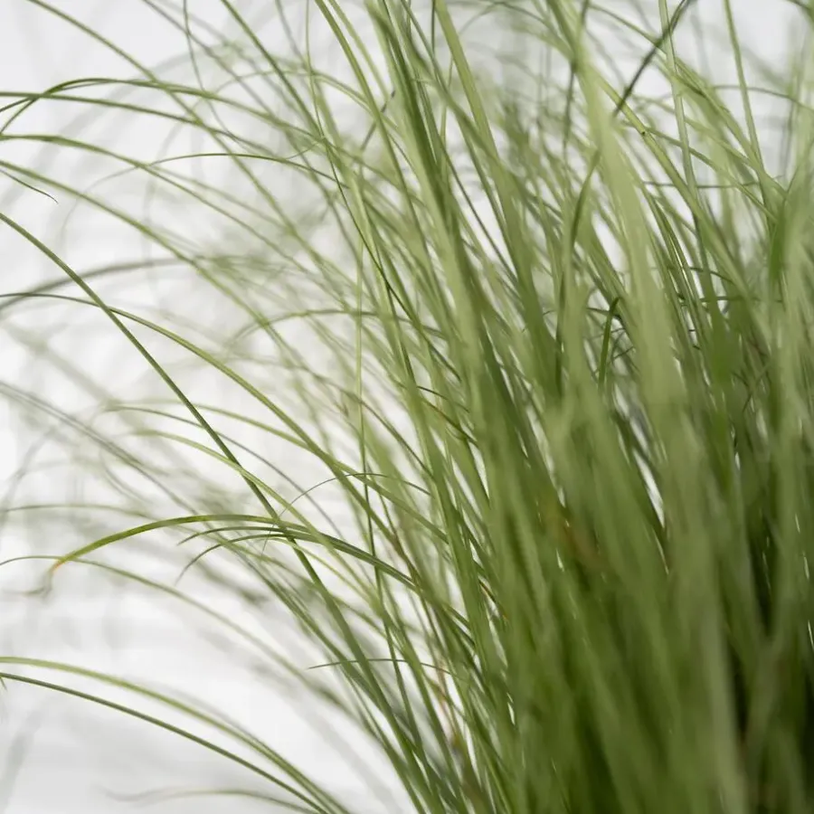 Plant in a Box Blauw schapegras - Set van 18 - Festuca 'Elijah Blue' - Hoogte 10-15cm - ⌀9cm