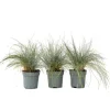 Plant in a Box Blauw schapegras - Set van 3 - Festuca 'Elijah Blue' - Hoogte 10-15cm - ⌀9cm