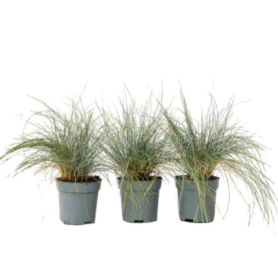 Plant in a Box Blauw schapegras - Set van 3 - Festuca 'Elijah Blue' - Hoogte 10-15cm - ⌀9cm