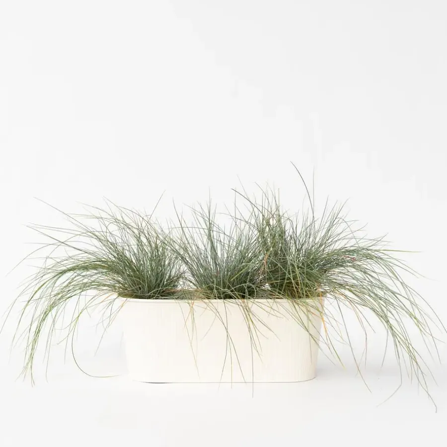 Plant in a Box Blauw schapegras - Set van 3 - Festuca 'Elijah Blue' - Hoogte 10-15cm - ⌀9cm