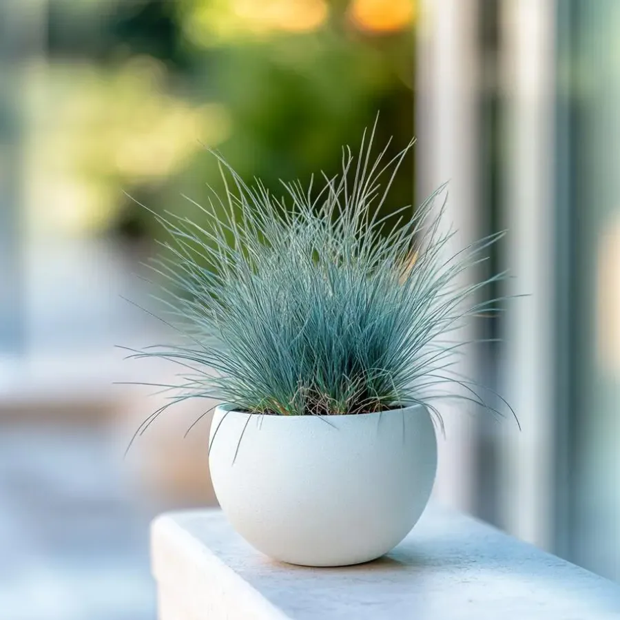 Plant in a Box Blauw schapegras - Set van 3 - Festuca 'Elijah Blue' - Hoogte 10-15cm - ⌀9cm