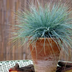 Plant in a Box Blauw schapegras - Set van 3 - Festuca 'Elijah Blue' - Hoogte 10-15cm - ⌀9cm