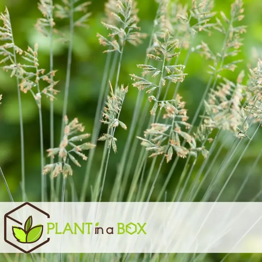 Plant in a Box Blauw schapegras - Set van 3 - Festuca 'Elijah Blue' - Hoogte 10-15cm - ⌀9cm