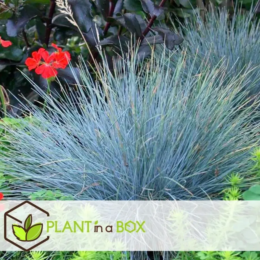 Plant in a Box Blauw schapegras - Set van 3 - Festuca 'Elijah Blue' - Hoogte 10-15cm - ⌀9cm
